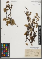 Foto von Salix retusa L.